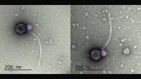 Vampire viruses prey on other viruses to replicate themselves